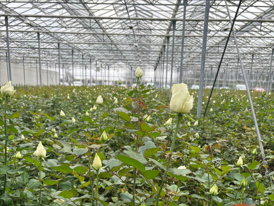 Aroma NZ Ltd and Moffatts Flower Company